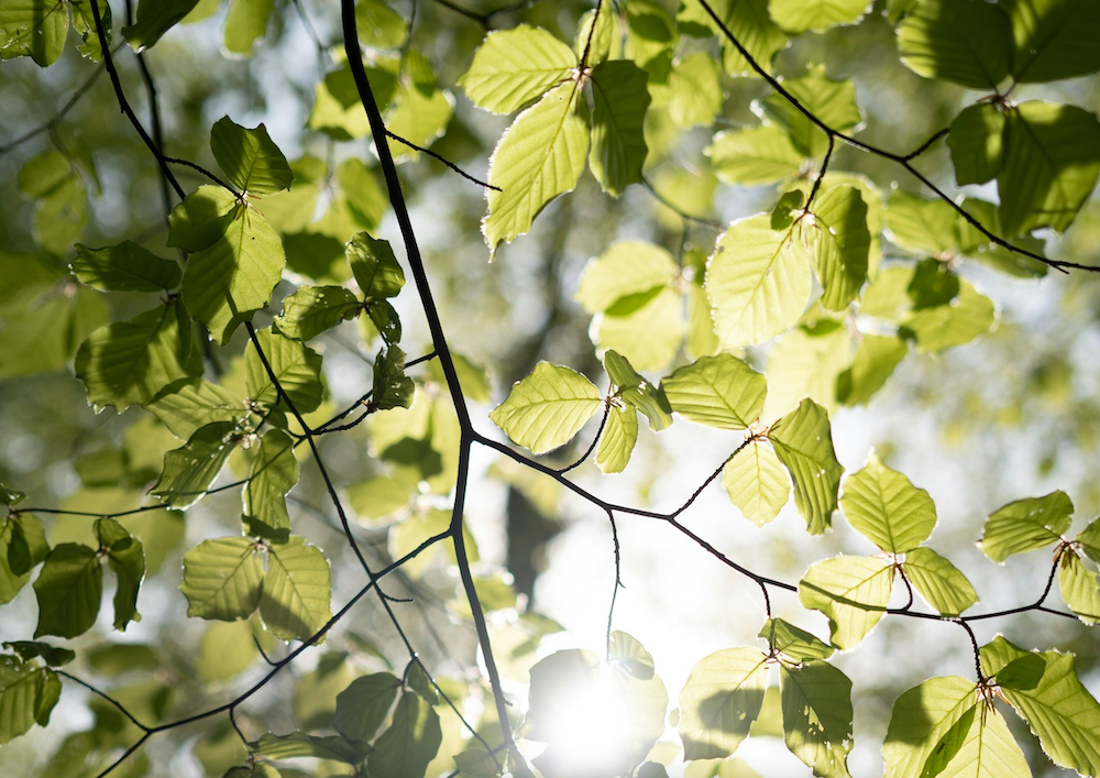 Olli Hess und Planet Tree: Gemeinsam für eine grünere Zukunft